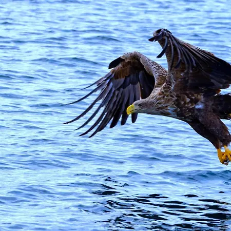 Vakantiehuis Midnight Sun Paradise Lofoten